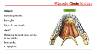 Origem:
Espinhas genianas.
Inserção:
Corpo do osso hioide.
Ação:
Depressor da mandíbula e auxilia
na deglutição.
Inervação:
n. hipoglosso
Músculo Gênio-hioideo
 
