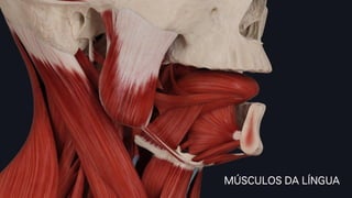 MÚSCULOS DA LÍNGUA
 