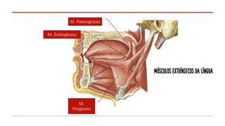 M.
Hioglosso
M. Estiloglosso
M. Palatoglosso
MÚSCULOS EXTRÍNSECOS DA LÍNGUA
 