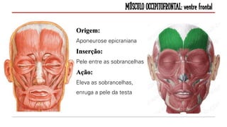 Músculo Occipitofrontal: ventre frontal
Origem:
Aponeurose epicraniana
Inserção:
Pele entre as sobrancelhas
Ação:
Eleva as sobrancelhas,
enruga a pele da testa
 