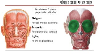 Músculo Orbicular dos Olhos
Dividido em 2 partes:
palpebral e orbicular
Origem:
Porção medial da órbita
Inserção:
Pele periorbital (lateral)
Ação:
Fecha as pálpebras
 
