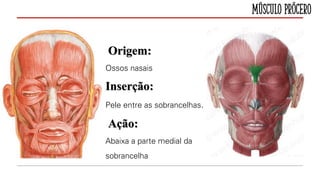 Músculo Prócero
Origem:
Ossos nasais
Inserção:
Pele entre as sobrancelhas.
Ação:
Abaixa a parte medial da
sobrancelha
 