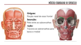 Músculo Corrugador do Supercilio
Origem:
Porção nasal do osso frontal
Inserção:
Pele entre as sobrancelhas
Ação:
Traciona as sobrancelhas para
baixo e medial
 