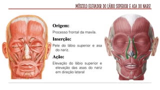 Músculo Elevador do Lábio Superior e Asa do Nariz
Origem:
Processo frontal da maxila.
Inserção:
Pele do lábio superior e asa
do nariz.
Ação:
Elevação do lábio superior e
elevação das asas do nariz
em direção lateral
 