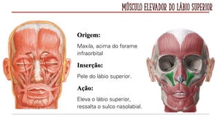 Músculo Elevador do Lábio Superior
Origem:
Maxila, acima do forame
infraorbital
Inserção:
Pele do lábio superior.
Ação:
Eleva o lábio superior,
ressalta o sulco nasolabial.
 