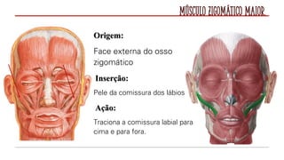 Músculo Zigomático Maior.
Origem:
Face externa do osso
zigomático
Inserção:
Pele da comissura dos lábios
Ação:
Traciona a comissura labial para
cima e para fora.
 