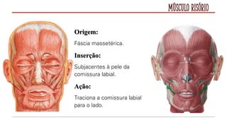 Músculo Risório
Origem:
Fáscia massetérica.
Inserção:
Subjacentes à pele da
comissura labial.
Ação:
Traciona a comissura labial
para o lado.
 