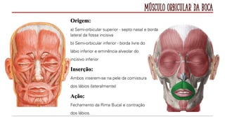 Músculo Orbicular da Boca
Origem:
a) Semi-orbicular superior - septo nasal e borda
lateral da fossa incisiva
b) Semi-orbicular inferior - borda livre do
lábio inferior e eminência alveolar do
incisivo inferior
Inserção:
Ambos inserem-se na pele da comissura
dos lábios (lateralmente)
Ação:
Fechamento da Rima Bucal e contração
dos lábios.
 