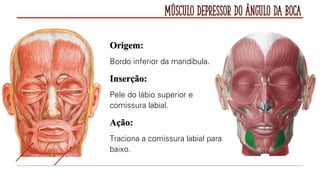 Músculo Depressor do Ângulo da Boca
Origem:
Bordo inferior da mandíbula.
Inserção:
Pele do lábio superior e
comissura labial.
Ação:
Traciona a comissura labial para
baixo.
 
