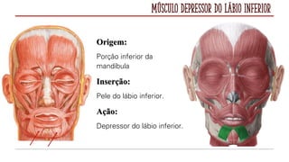 Músculo Depressor do Lábio Inferior
Origem:
Porção inferior da
mandíbula
Inserção:
Pele do lábio inferior.
Ação:
Depressor do lábio inferior.
 