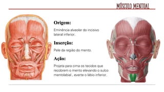 Músculo Mentual
Origem:
Eminência alveolar do incisivo
lateral inferior.
Inserção:
Pele da região do mento.
Ação:
Projeta para cima os tecidos que
recobrem o mento elevando o sulco
mentolabial , everte o lábio inferior.
 