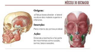 Músculo do Bucinador
Origem:
a)Tábua óssea alveolar e lateral
na altura dos molares superior e
inferiores.
Inserção:
Plano interno da comissura labial.
Ação:
Distende a bochecha e faz parte
de movimentos como sucção,
sorriso, beijo e assobio.
 