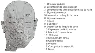 1: Orbicular da boca
2: Levantador do lábio superior
3: Levantador do lábio superior e asa do nariz
4: Zigomático menor
5:Levantador do ângulo da boca
6: Zigomático maior
7: Risório
8: Bucinador
9: Depressor do ângulo da boca
10: Depressor do lábio inferior
11: Mentual / mentoniano
12: Platisma
13: Orbicular dos olhos
14: Occiptofrontal
15: Prócero
16: Corrugador do supercílio
17: Nasal
 