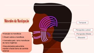 MúsculosdaMastigação Temporal
Pterigoideo Lateral
Pterigoideo Medial
Masseter
•Inserção na mandíbula
• Atuam sobre a mandíbula
• Inervados pelo ramo mandibular
do nervo trigêmeo
•Vascularizados pela artéria
maxilar e facial (ramo da carótida
externa)
 