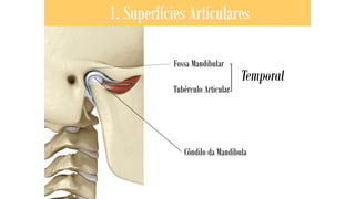 Tubérculo Articular
1. Superfícies Articulares
Fossa Mandibular
Temporal
Côndilo da Mandíbula
 