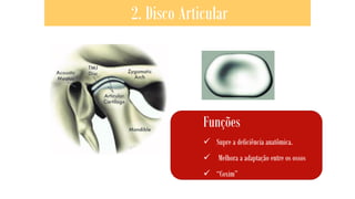 2. Disco Articular
Funções
✓ Supre a deficiência anatômica.
✓ Melhora a adaptação entre os ossos
✓ “Coxim”
 