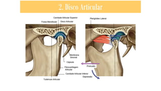 2. Disco Articular
 