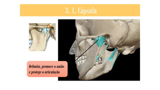 3. 1. Cápsula
Delimita, promove a união
e protege a articulação
 