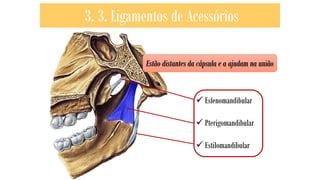 3. 3. Ligamentos de Acessórios
Estão distantes da cápsula e a ajudam na união
✓ Esfenomandibular
✓ Pterigomandibular
✓ Estilomandibular
 