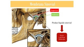 Membrana Sinovial
Superior
Inferior
Produz líquido sinovial
Nutrir
Lubrificar
Defender
 
