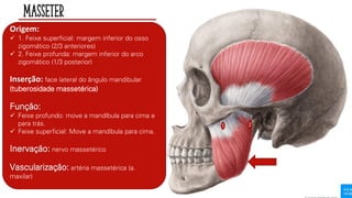 Origem:
✓ 1. Feixe superficial: margem inferior do osso
zigomático (2/3 anteriores)
✓ 2. Feixe profunda: margem inferior do arco
zigomático (1/3 posterior)
Inserção: face lateral do ângulo mandibular
(tuberosidade massetérica)
Função:
✓ Feixe profundo: move a mandíbula para cima e
para trás.
✓ Feixe superficial: Move a mandíbula para cima.
Inervação: nervo massetérico
Vascularização: artéria massetérica (a.
maxilar)
1 2
Masseter
 