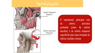 O suprimento principal vem
da artéria auricular
profunda (ramo da artéria
maxilar) e da artéria temporal
superficial (um ramo terminal da
artéria carótida externa)
Artéria Temporal
Superior
Artéria Auricular
Profunda
Vascularização
 