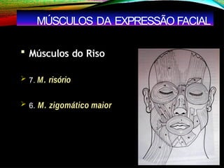  Músculos do Riso
 7. M. risório
 6. M. zigomático maior
MÚSCULOS DA EXPRESSÃO FACIAL
 