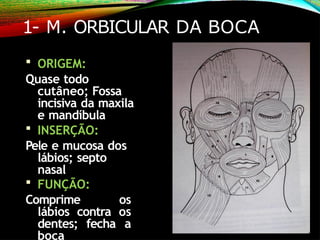 1- M. ORBICULAR DA BOCA
 ORIGEM:
Quase todo
cutâneo; Fossa
incisiva da maxila
e mandíbula
 INSERÇÃO:
Pele e mucosa dos
lábios; septo
nasal
 FUNÇÃO:
Comprime os
lábios contra os
dentes; fecha a
boca
 