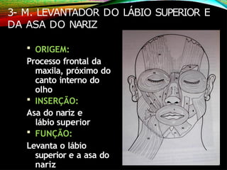 3- M. LEVANTADOR DO LÁBIO SUPERIOR E
DA ASA DO NARIZ
 ORIGEM:
Processo frontal da
maxila, próximo do
canto interno do
olho
 INSERÇÃO:
Asa do nariz e
lábio superior
 FUNÇÃO:
Levanta o lábio
superior e a asa do
nariz
 
