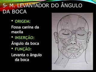 5- M. LEVANTADOR DO ÂNGULO
DA BOCA
 ORIGEM:
Fossa canina da
maxila
 INSERÇÃO:
Ângulo da boca
 FUNÇÃO:
Levanta o ângulo
da boca
 