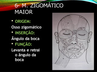 6- M. ZIGOMÁTICO
MAIOR
 ORIGEM:
Osso zigomático
 INSERÇÃO:
Ângulo da boca
 FUNÇÃO:
Levanta e retrai
o ângulo da
boca
 