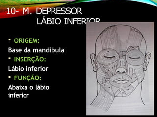 10- M. DEPRESSOR
LÁBIO INFERIOR
 ORIGEM:
Base da mandíbula
 INSERÇÃO:
Lábio inferior
 FUNÇÃO:
Abaixa o lábio
inferior
 