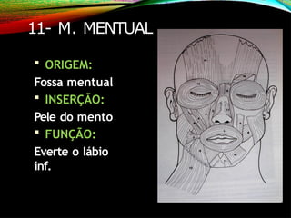 11- M. MENTUAL
 ORIGEM:
Fossa mentual
 INSERÇÃO:
Pele do mento
 FUNÇÃO:
Everte o lábio
inf.
 