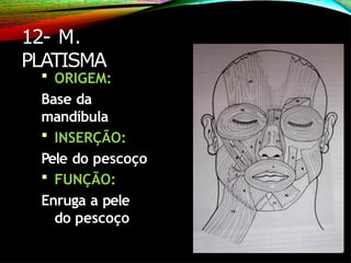 12- M.
PLATISMA
 ORIGEM:
Base da
mandíbula
 INSERÇÃO:
Pele do pescoço
 FUNÇÃO:
Enruga a pele
do pescoço
 