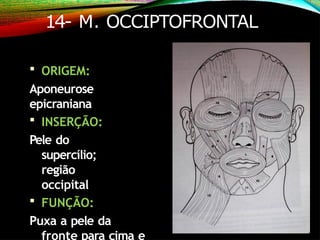 14- M. OCCIPTOFRONTAL
 ORIGEM:
Aponeurose
epicraniana
 INSERÇÃO:
Pele do
supercílio;
região
occipital
 FUNÇÃO:
Puxa a pele da
fronte para cima e
 