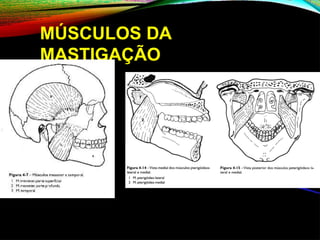 MÚSCULOS DA
MASTIGAÇÃO
 