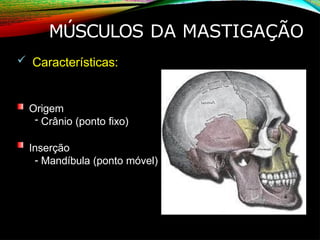 MÚSCULOS DA MASTIGAÇÃO
 Características:
Origem
- Crânio (ponto fixo)
Inserção
- Mandíbula (ponto móvel)
 
