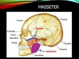 MASSETER
ORIGEM
INSERÇÃO
 