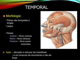 TEMPORAL
Morfologia:
- Fibras não trançadas e
longas
- Leque
- Feixes
Anterior – fibras verticais
Médio – fibras oblíquas
Posterior – fibras quase
horizontais
Ação - elevador e retrusor da mandíbula.
- é um músculo de movimento e não de
força
 