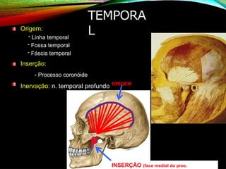 TEMPORA
L
Origem:
- Linha temporal
- Fossa temporal
- Fáscia temporal
Inserção:
- Processo coronóide
Inervação: n. temporal profundo ORIGEM
INSERÇÃO (face medial do proc.
 