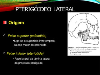 PTERIGÓIDEO LATERAL
Origem
 Feixe superior (esfenóide)
-Liga-se a superfície infratemporal
da asa maior do esfenóide
 Feixe inferior (pterigóide)
- Face lateral da lâmina lateral
do processo pterigóide
 