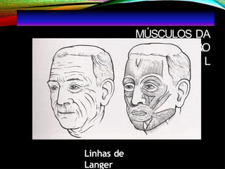 MÚSCULOS DA
EXPRESSÃO
L
FACIA
Linhas de
Langer
 