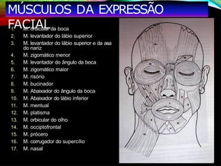 1. M. orbicular da boca
2. M. levantador do lábio superior
3. M. levantador do lábio superior e da asa
do nariz
4. M. zigomático menor
5. M. levantador do ângulo da boca
6. M. zigomático maior
7. M. risório
8. M. bucinador
9. M. Abaixador do ângulo da boca
10. M. Abaixador do lábio inferior
11. M. mentual
12. M. platisma
13. M. orbicular do olho
14. M. occiptofrontal
15. M. prócero
16. M. corrugador do supercílio
17. M. nasal
MÚSCULOS DA EXPRESSÃO
FACIAL
 