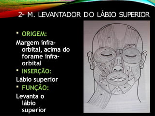 2- M. LEVANTADOR DO LÁBIO SUPERIOR
 ORIGEM:
Margem infra-
orbital, acima do
forame infra-
orbital
 INSERÇÃO:
Lábio superior
 FUNÇÃO:
Levanta o
lábio
superior
 