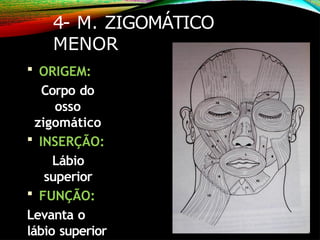 4- M. ZIGOMÁTICO
MENOR
 ORIGEM:
Corpo do
osso
zigomático
 INSERÇÃO:
Lábio
superior
 FUNÇÃO:
Levanta o
lábio superior
 