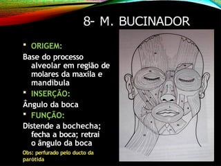 8- M. BUCINADOR
 ORIGEM:
Base do processo
alveolar em região de
molares da maxila e
mandíbula
 INSERÇÃO:
Ângulo da boca
 FUNÇÃO:
Distende a bochecha;
fecha a boca; retrai
o ângulo da boca
Obs: perfurado pelo ducto da
parótida
 