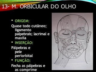 13- M. ORBICULAR DO OLHO
 ORIGEM:
Quase todo cutâneo;
ligamento
palpebrais; lacrimal e
maxila
 INSERÇÃO:
Pálpebras e
pele
periorbital
 FUNÇÃO:
Fecha as pálpebras e
as comprime
 