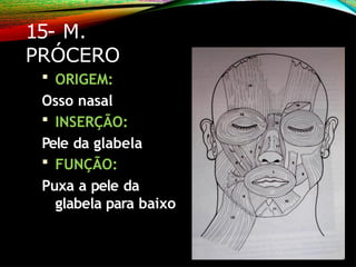 15- M.
PRÓCERO
 ORIGEM:
Osso nasal
 INSERÇÃO:
Pele da glabela
 FUNÇÃO:
Puxa a pele da
glabela para baixo
 