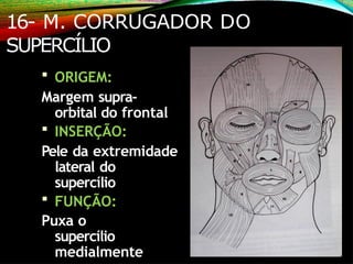 16- M. CORRUGADOR DO
SUPERCÍLIO
 ORIGEM:
Margem supra-
orbital do frontal
 INSERÇÃO:
Pele da extremidade
lateral do
supercílio
 FUNÇÃO:
Puxa o
supercílio
medialmente
 