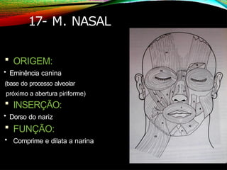 17- M. NASAL
 ORIGEM:
• Eminência canina
(base do processo alveolar
próximo a abertura piriforme)
 INSERÇÃO:
• Dorso do nariz
 FUNÇÃO:
• Comprime e dilata a narina
 